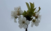 A white flower against blue grey sky