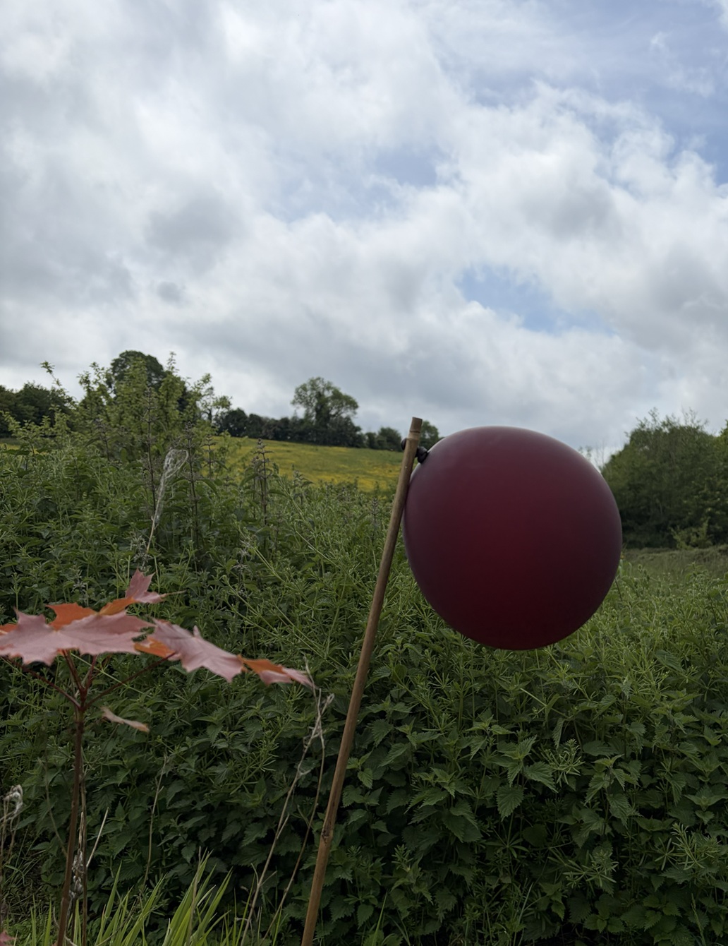 maroon coloured balloon held on a stick. Background countryside scene.