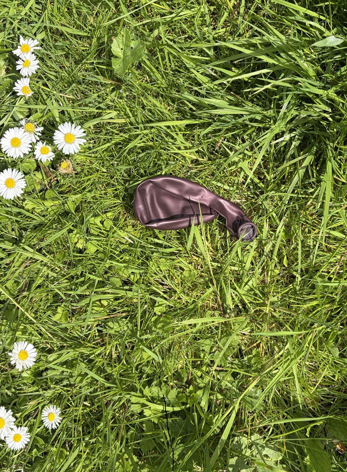 maroon coloured balloon not inflated lying on the grass with daisies nearby.