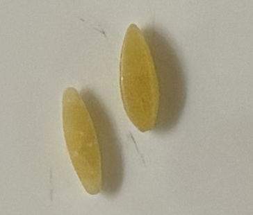 two grains of rice on plate
